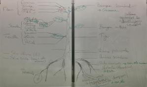 4eme chapitre 2 schema bilan 004