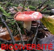 Biodiversite