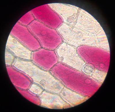 Cell oignon 6e 2018 2