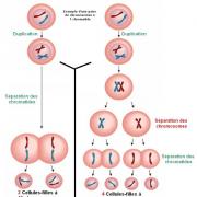 Mitose vs meiose