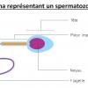 Schema spermatozoide